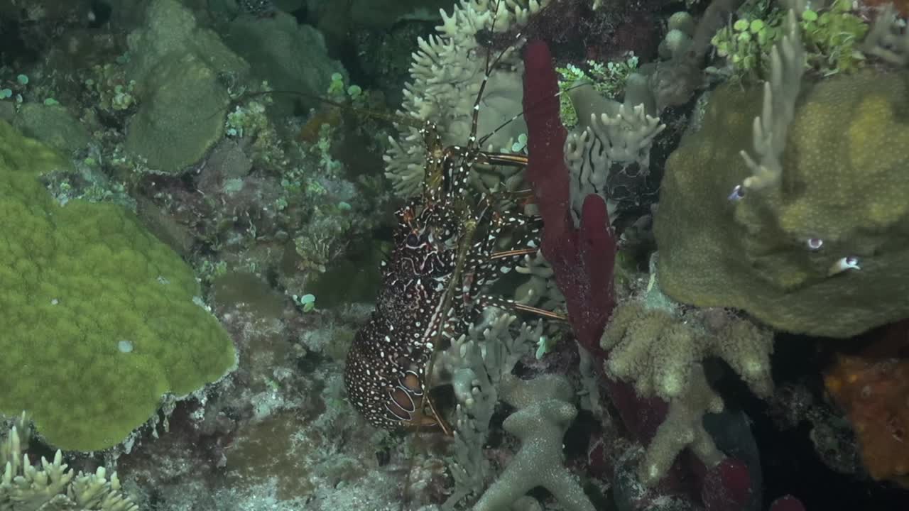 밤에 발견된 랍스터