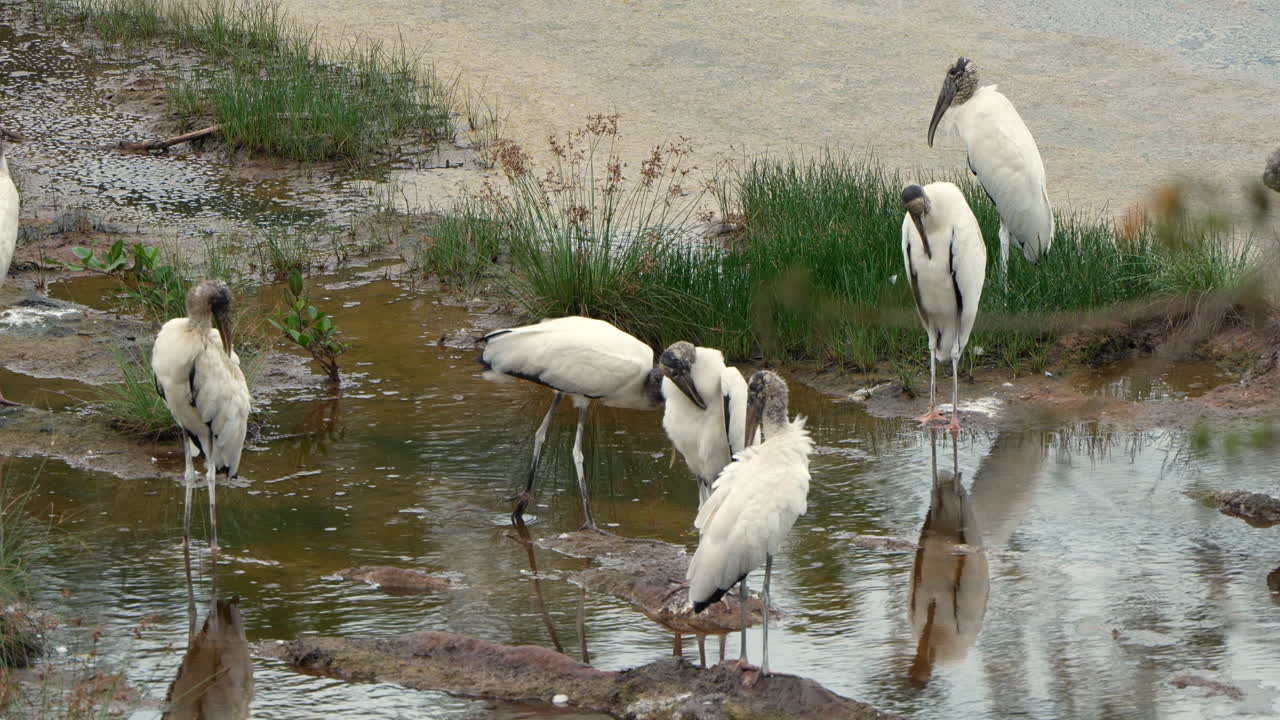 Group of Wood Storks (Mycteria americana) standing and preening in shallow water at Playa Blanca, Panama. Wildlife scene in natural wetland habitat