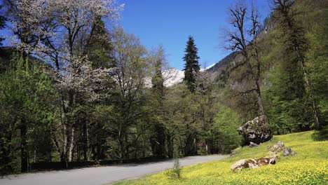 springtime forest road with mountain view