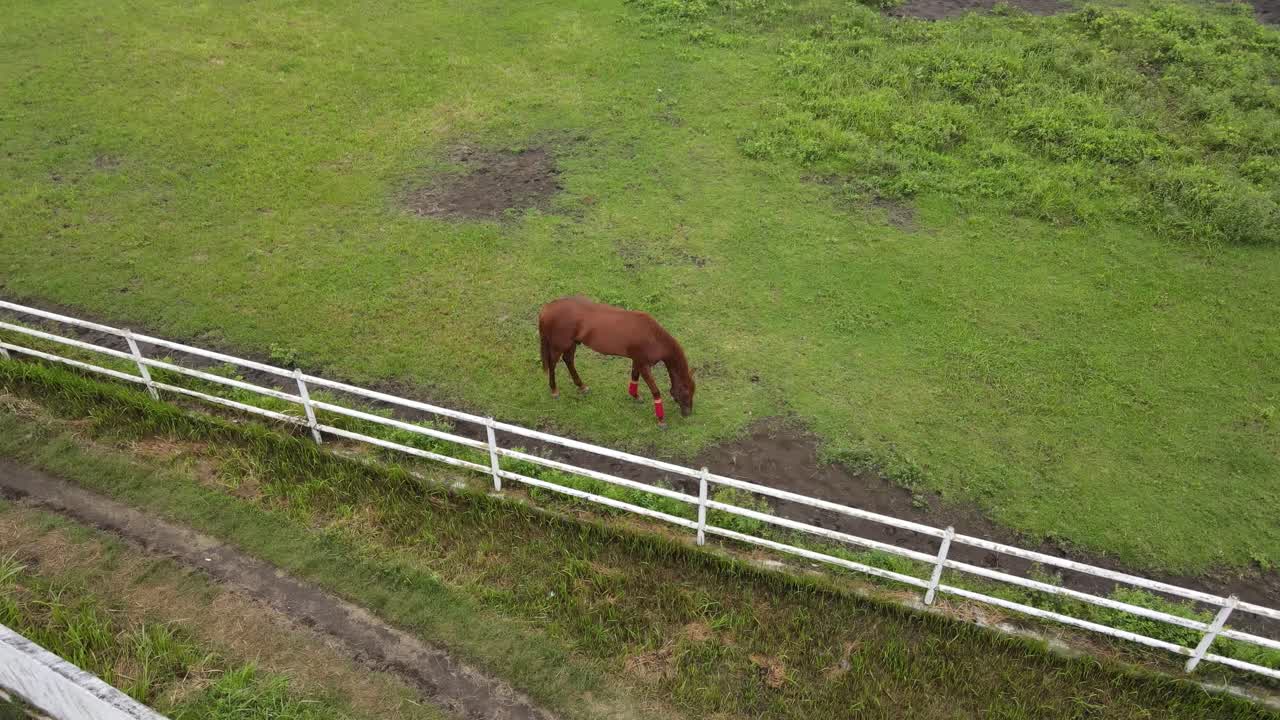 vista aérea de un caballo comiendo en un campo