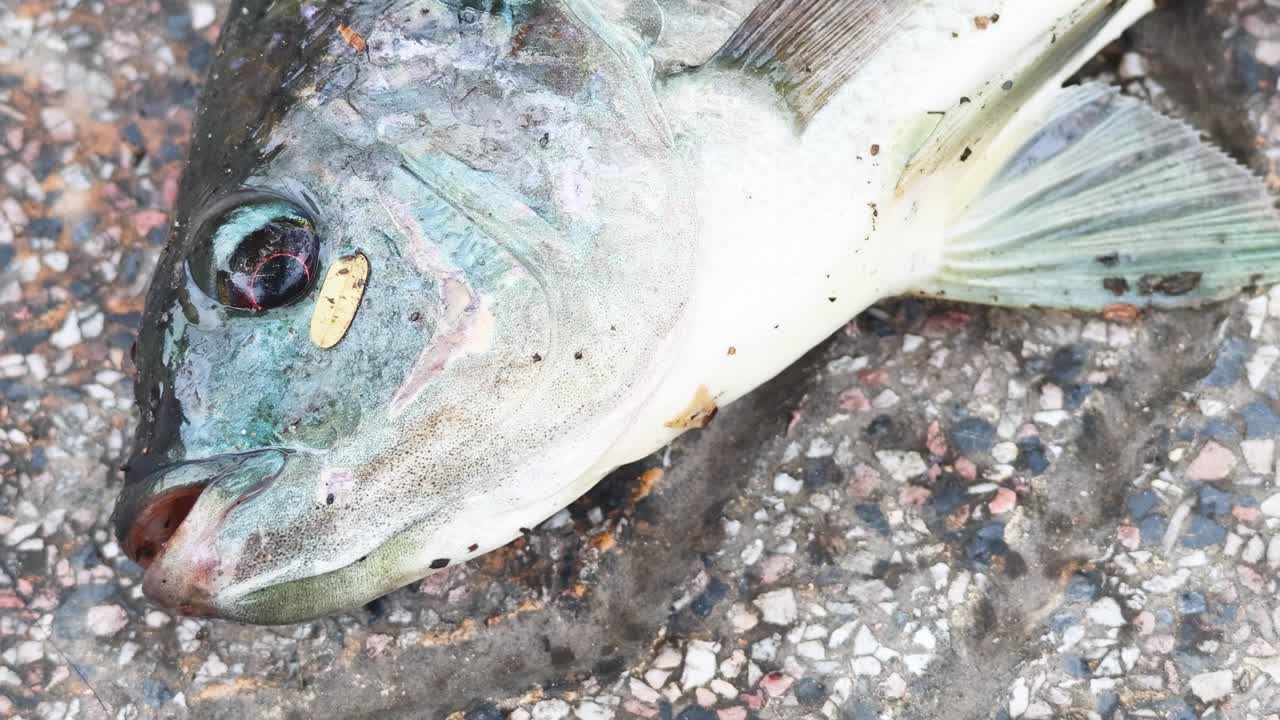 Close-up of a fish lying on a textured pavement, showing its open mouth and detailed scales.