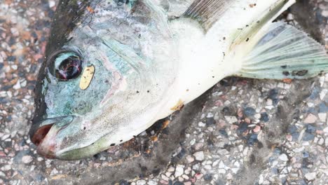 close-up of a fish lying on a textured pavement, showing its open mouth and detailed scales.