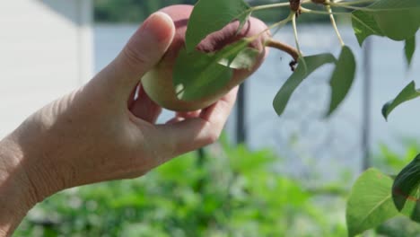macro de una persona arranca una pera madura del árbol bajo el clima de verano