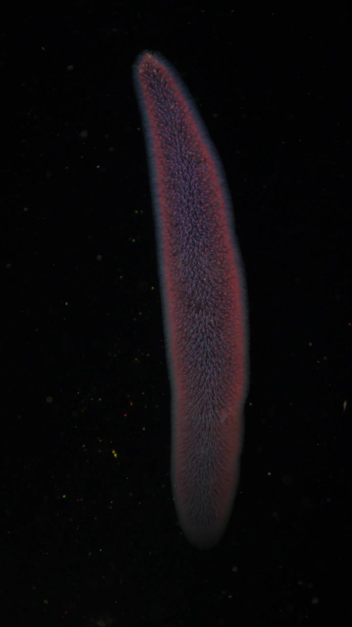 Vertical shot of a large, glowing pyrosome drifting through the dark ocean at night.