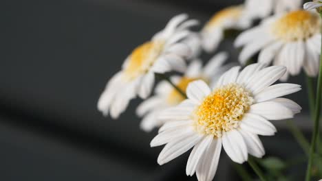 white daisies in close-up