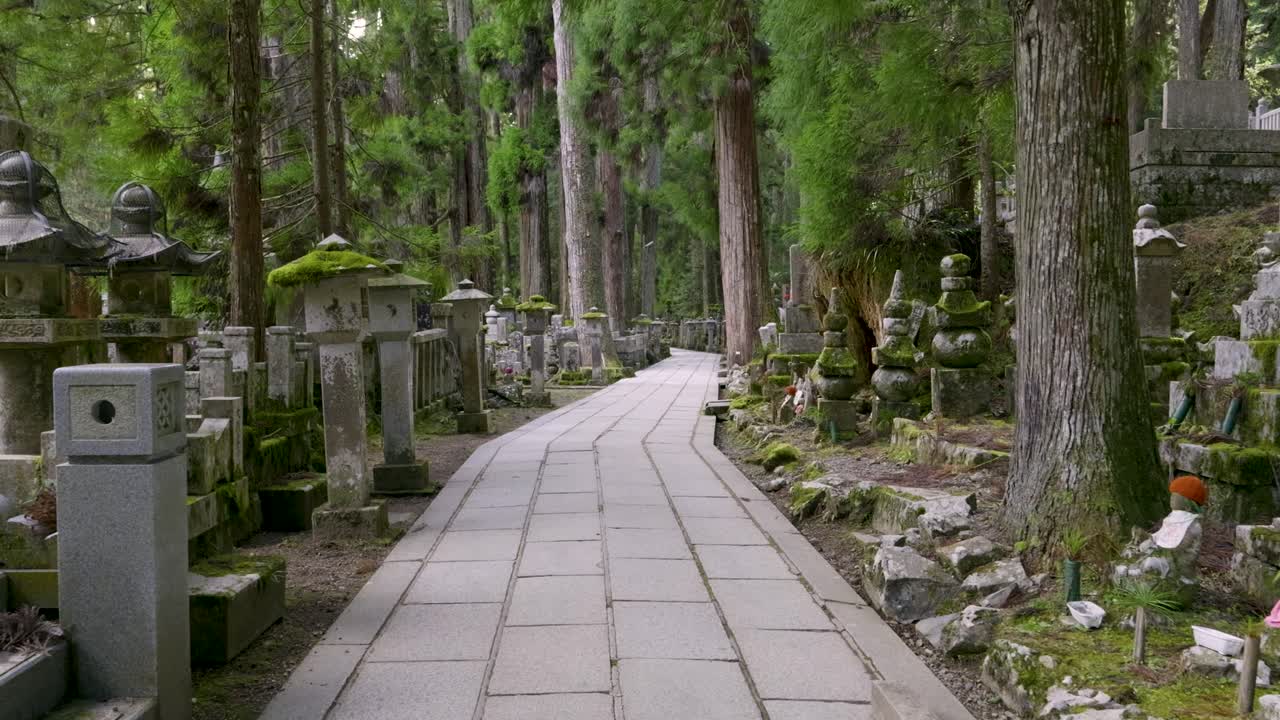 일본 의 코야 산 에 있는 놀라운 풍경 - 높이 자라는 시더 나무 들