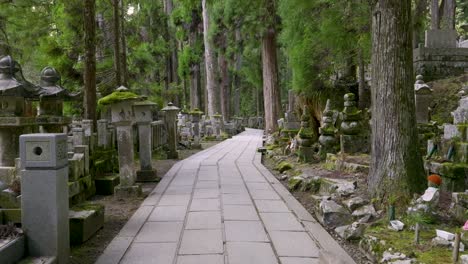 un paisaje increíble en el monte koya en japón con árboles de cedro de alto crecimiento