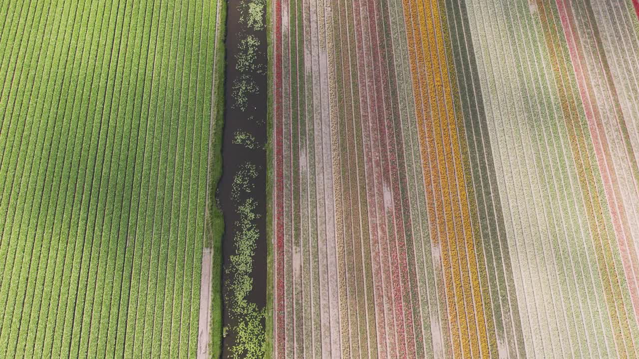 drone shot flying forward with the camera tilting upwards over dutch tulip fields in 4k