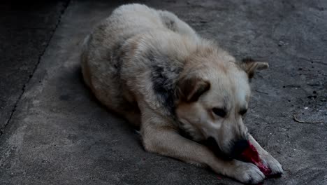 dog eating raw bloody bones