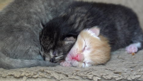 three baby kittens cuddle together for warmth.