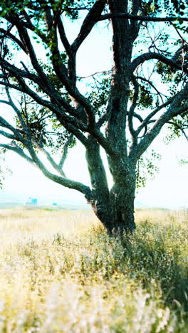 un árbol solitario se alza en un campo de hierba verde bajo un cielo azul brillante.