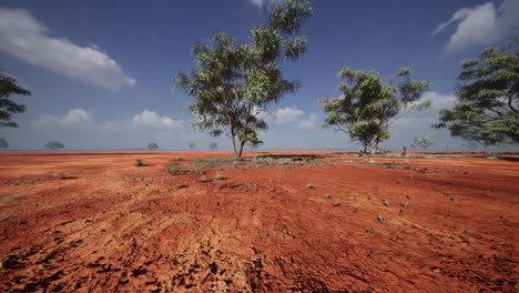 african landscape with a beautiful acacia trees