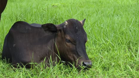 black calf resting in a field