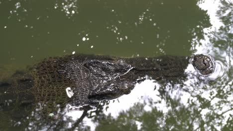 estuarine crocodile hide in water.