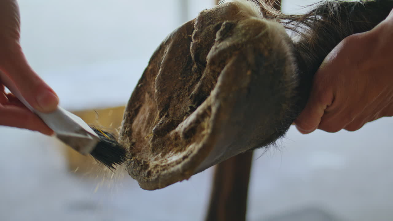 Unknown lady cleaning hoof stallion at barn closeup. Jockey woman scraping dust
