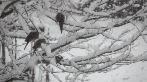 Mourning doves perch in a tree as large, fluffy snowflakes fall in slow motion