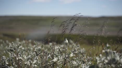 this was taken at a higher frame rate and has been converted to a slow motion video clip.  slow motion movement of leaves being blown by the nature's air.