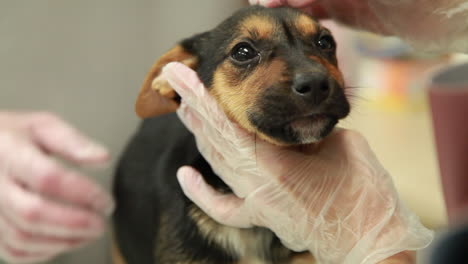 close up of a veterinarian examining a cute puppy