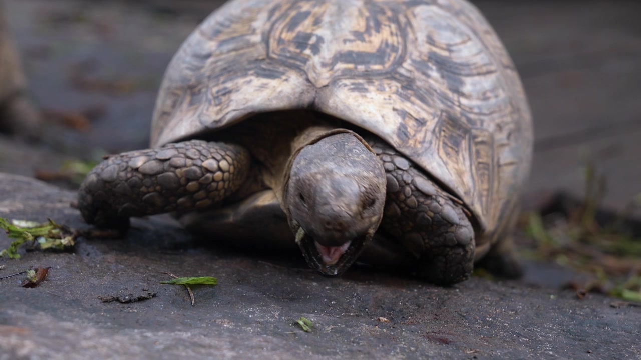 Tortoise in a nature park in Morogoro showcasing wildlife conservation, biodiversity, and the beauty of the natural environment.