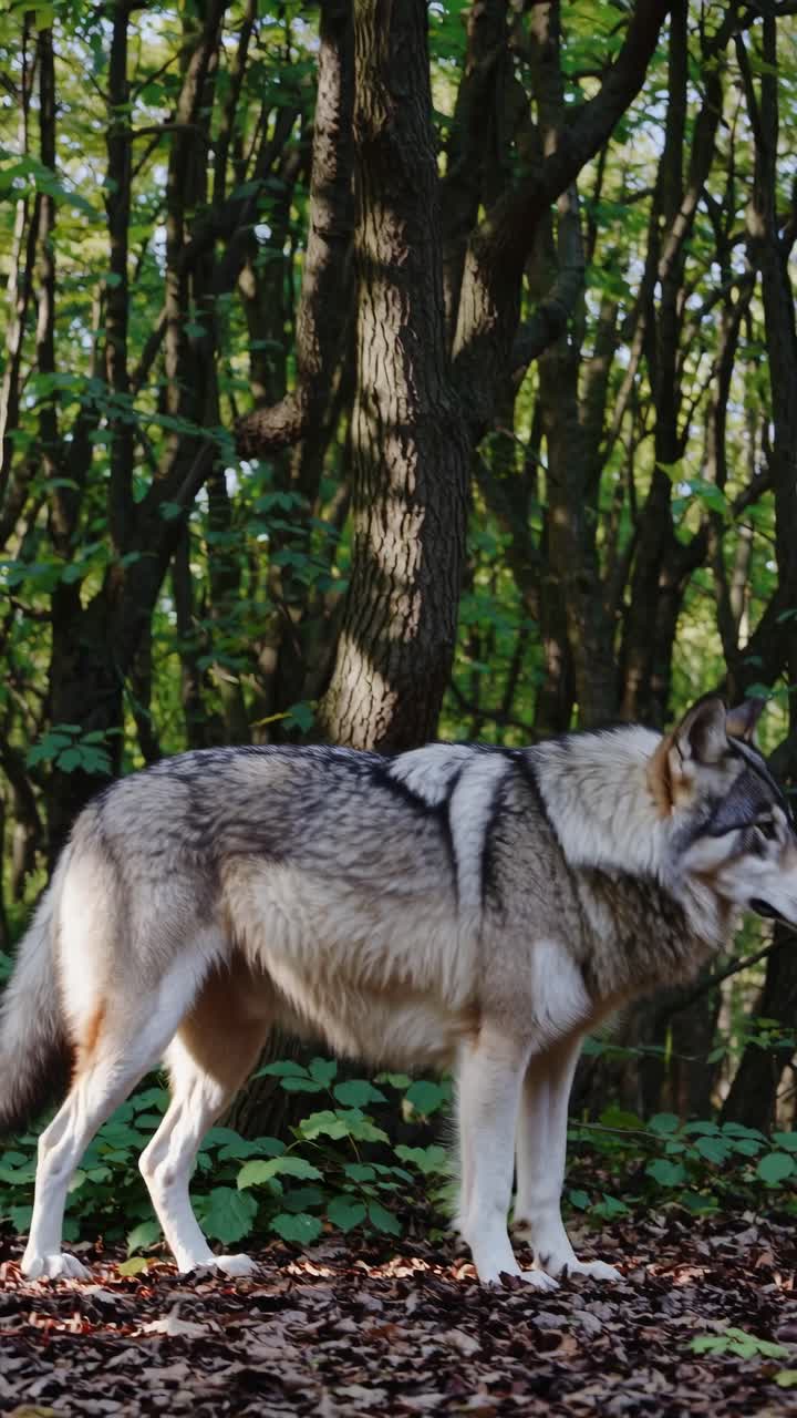 A wolf stands alert in a forest, captured from a low-angle shot