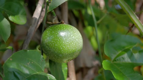 primer plano de fruta de la pasión fresca y cruda con luz solar