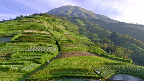 Beautiful-green-plantation-on-the-slope-of-mountain