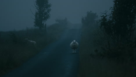 sheep standing on a country road in mist in countryside