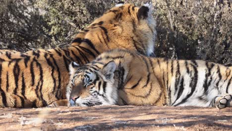 slow breathing, two bengal tigers enjoy evening nap in warm sunshine