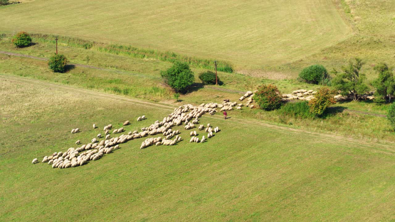 A drone flies over a large flock of sheep as they graze peacefully in the Romanian countryside. A beautiful pastoral scene representing agriculture, farming, and a traditional rural life