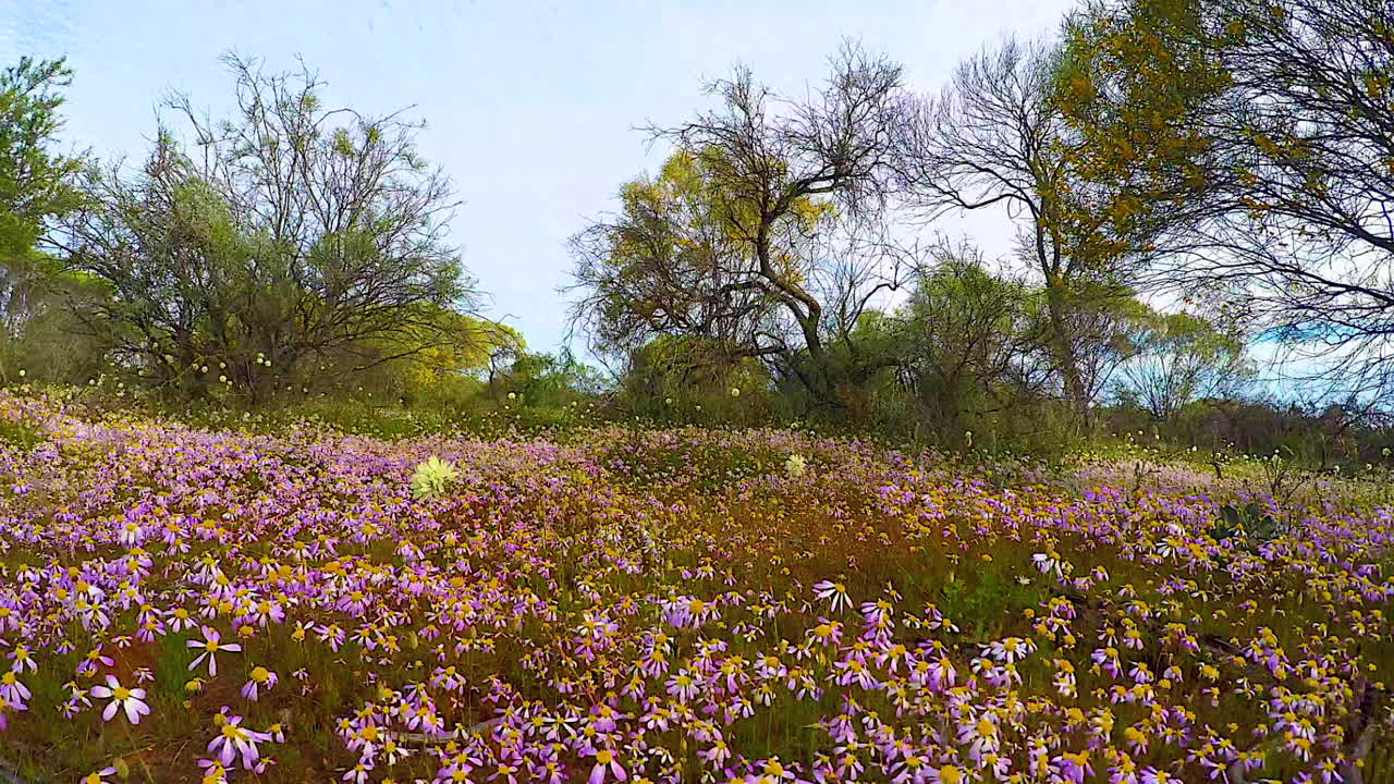 pov caminando por campos de flores silvestres en australia en primavera