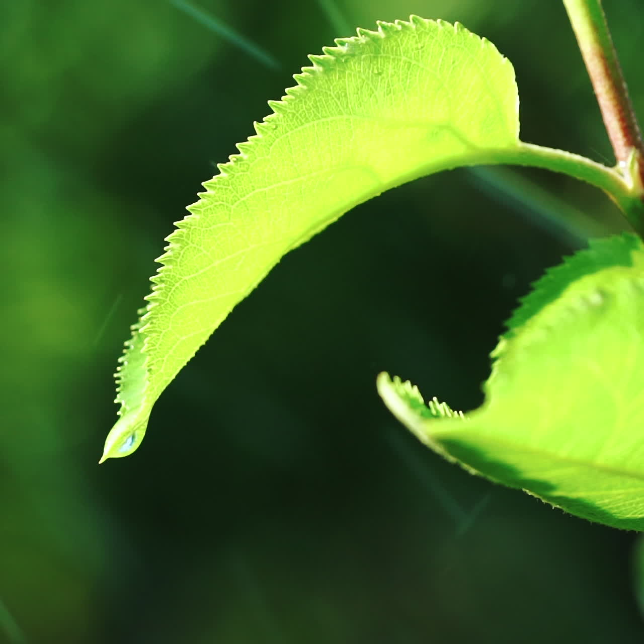 Water drops falling on green leaves. Slow motion