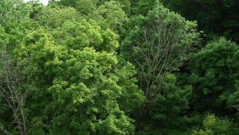 Lone-dead-tree-surrounded-by-other-trees-blowing-in-the-wind