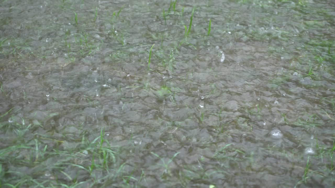 비가 오는 계절 에, 동부 인도 는 비가 오는 계절 에 많은 비 가 내린다