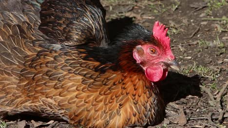 una gallina blackrock che si gode il sole all'inizio della primavera