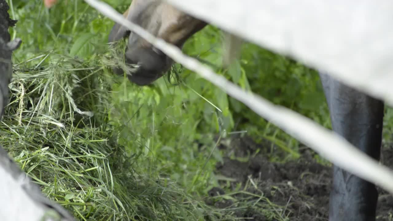 Close up view of the horses mouth eating from a pile of green grass