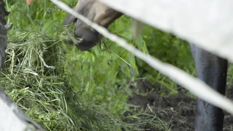 close up view of the horses mouth eating from a pile of green grass