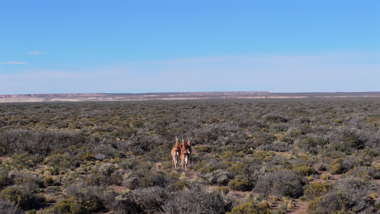 Drone flight behind herd of running Guanacos on grassland in Argentina, Patagonia, sunny day, copy space