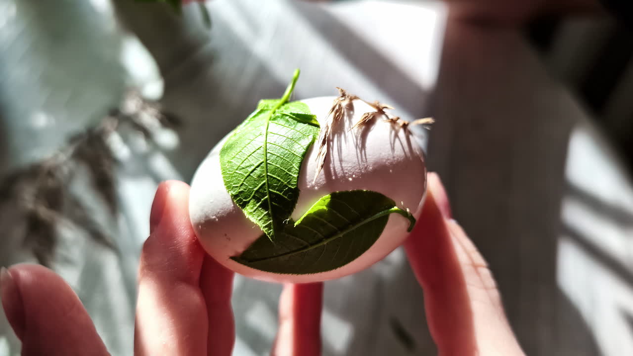 Decorating a delicate egg with green leaves, beautifully illuminated by the warm sunshine.