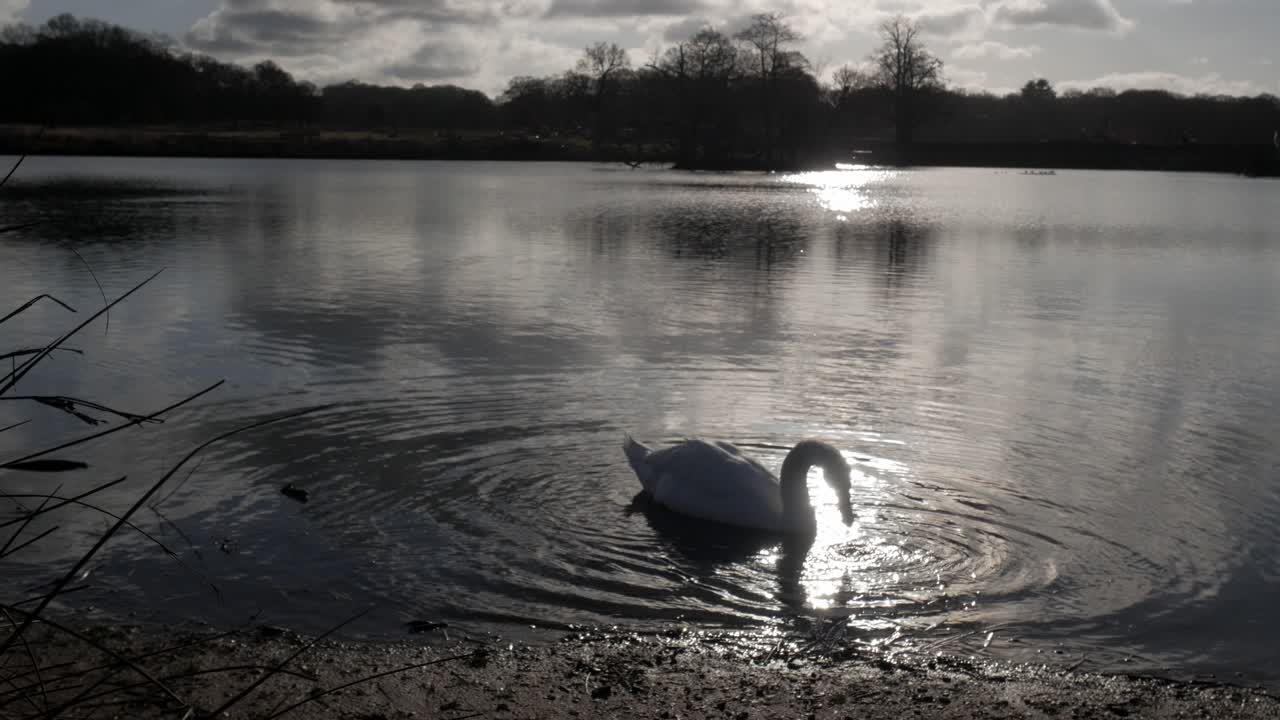 A swan gliding on calm water at Richmond Park Pen Ponds under serene daylight reflections