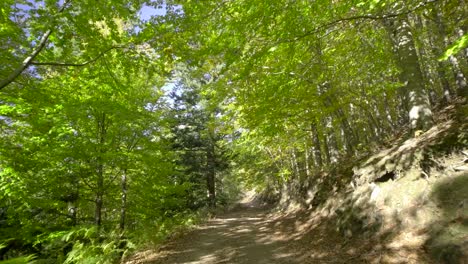 Wandern-In-Einem-Grünen-Wald