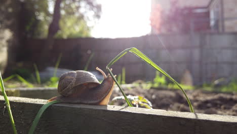 Shot-of-a-garden-snail-moving-along-a-wooden-plank-in-spring