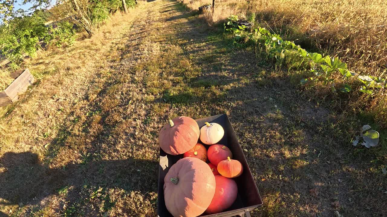 POV shot of farmer pushing wheelbarrow loaded with bright orange pumpkins through sunny autumn field during harvest