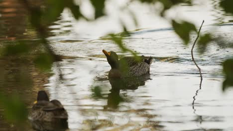 dos patos de pico amarillo nadan en el estanque más allá de algunas ramas