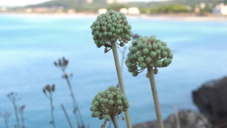 round flowers of wild allium antonii bolosii, a type of onion in the amaryllis family, commonly called the mallorca onion