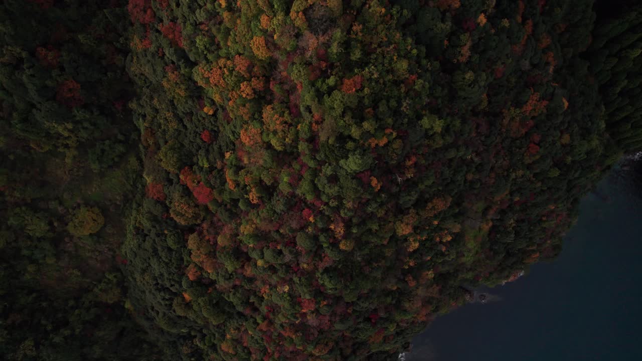 일본 숲에서 가을의 나무 위로 내려, 드론 느린 동작 자연 촬영