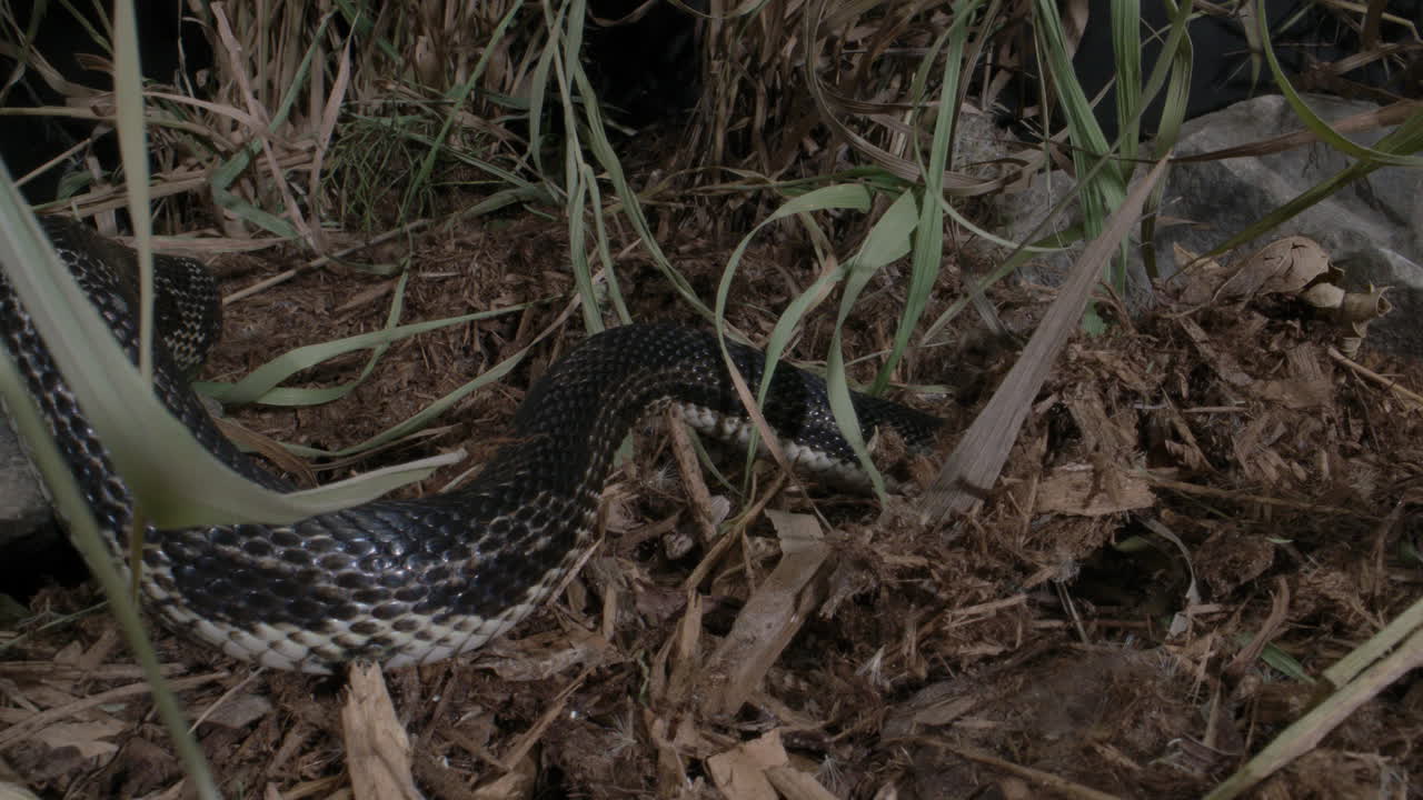 serpiente de rata negra cazando en el cepillo - serpiente serpiente canadiense cerca de escamas y deslizándose