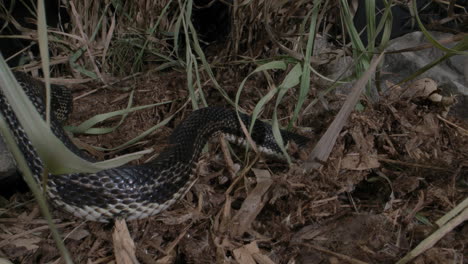 Serpiente-De-Rata-Negra-Cazando-En-El-Cepillo---Serpiente-Serpiente-Canadiense-Cerca-De-Escamas-Y-Deslizándose