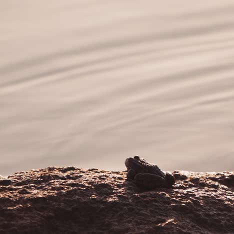 close up of frog in the wild
