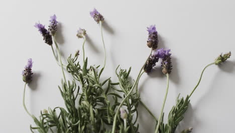 video de flores y hojas de lavanda con espacio de copia en fondo blanco