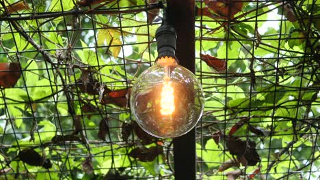 light bulb in nature, alternative energy